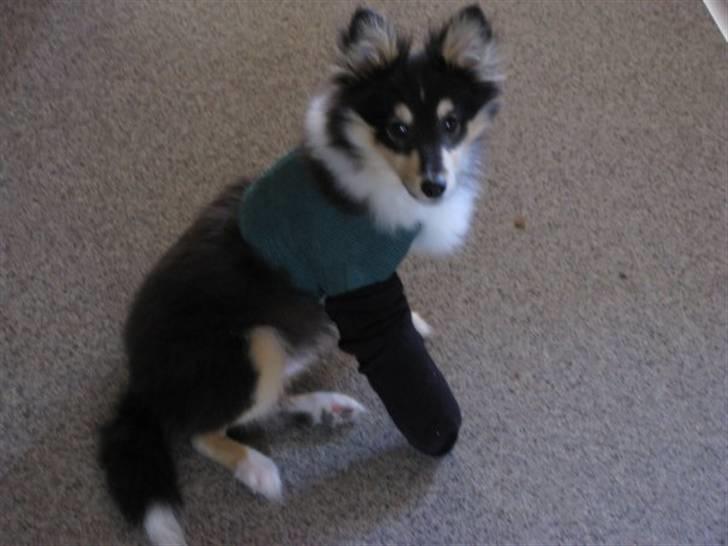 Shetland sheepdog Jack - Jack fik en lidt uheldig start hos os. Kostede os dyrt, men i dag er han som ingenting var sket :) billede 5