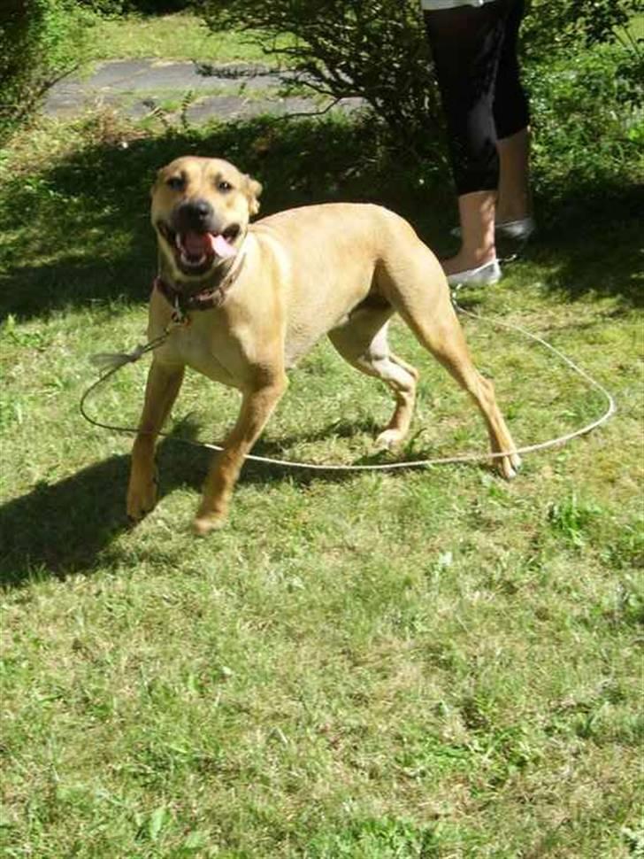 Blanding af racer Kahloua billede 12