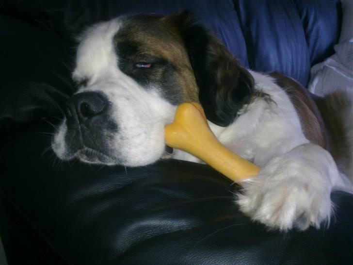 Blanding af racer Odin (Himmelhund) - Faldt i søvn med pivedyr billede 14