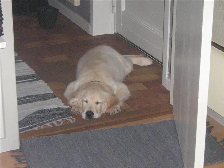 Golden retriever Lucky billede 12