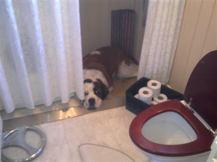 Blanding af racer Odin (Himmelhund) - Min seng hos "mormor" - her er dejlig køligt billede 15