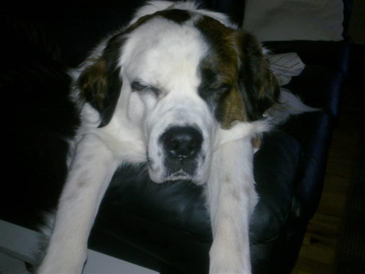 Blanding af racer Odin (Himmelhund) - Jeg har det med at blive træt - meget træt endda billede 16