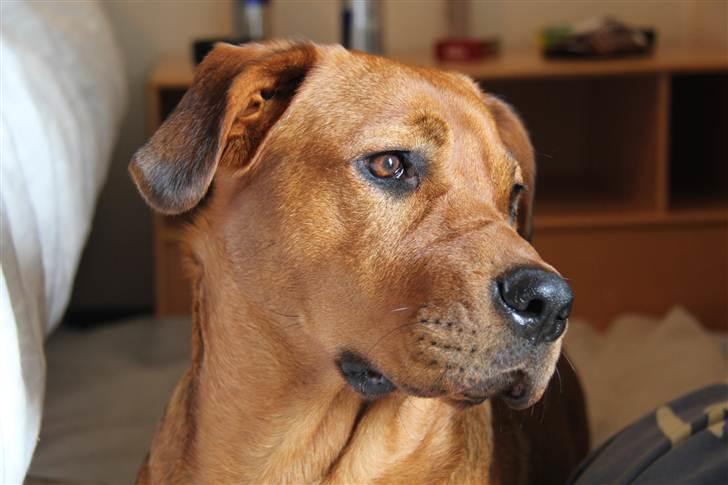 Rhodesian ridgeback Tika billede 2