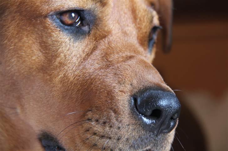 Rhodesian ridgeback Tika billede 3