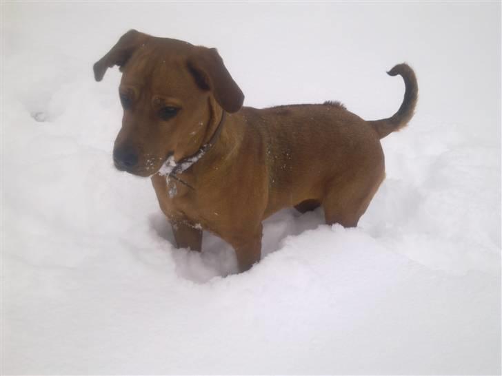 Rhodesian ridgeback Tika - Sne prinsessen billede 11