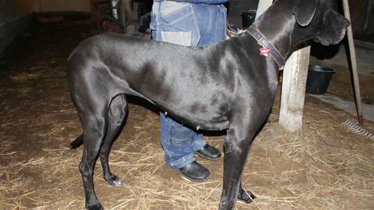 Grand danois Majsens Lea - Lea - April 2011 billede 9