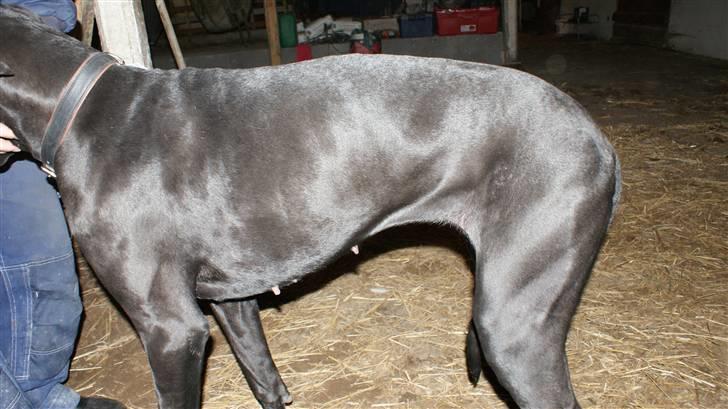 Grand danois Majsens Lea - Lea - April 2011 billede 10