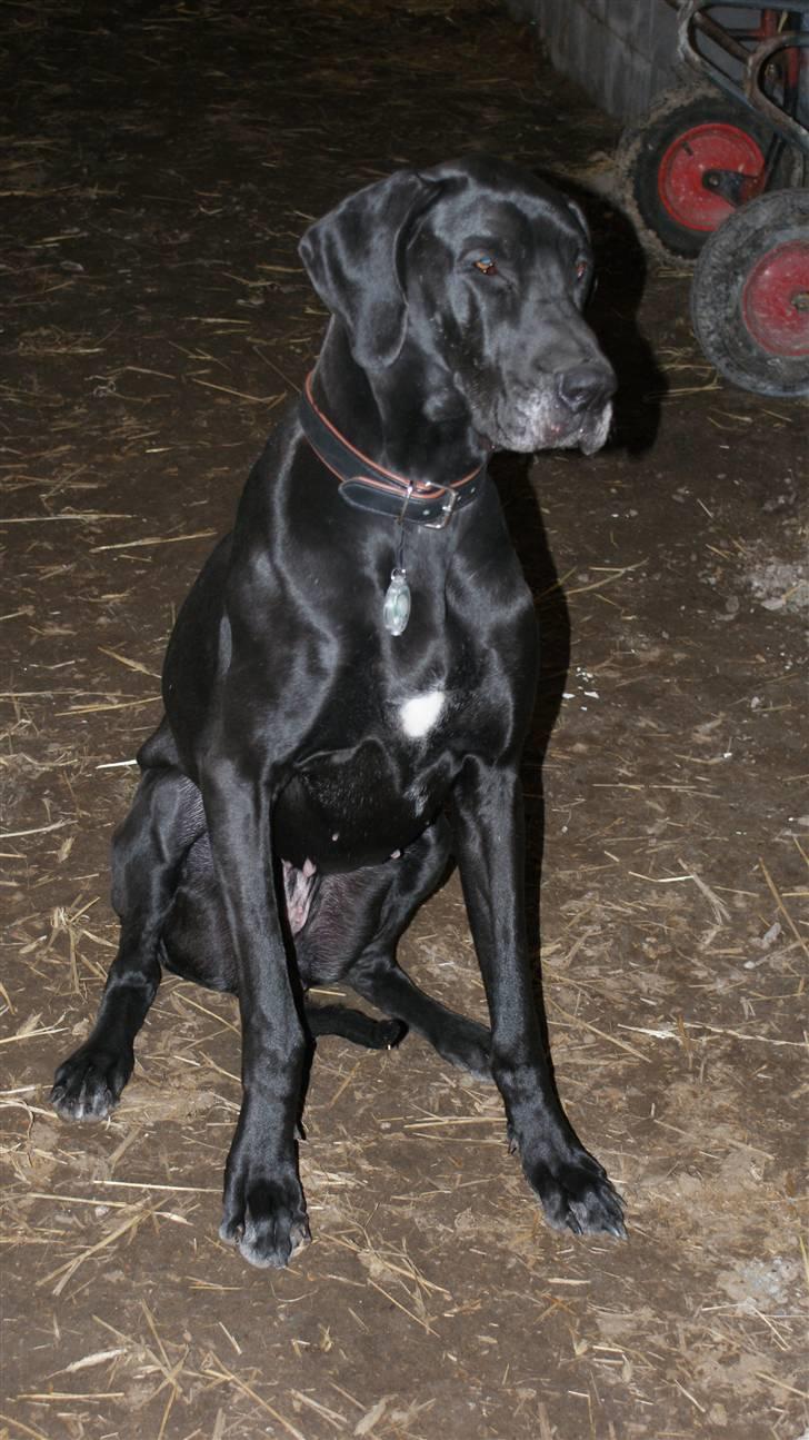 Grand danois Majsens Lea - Lea - April 2011 billede 11