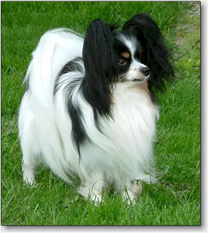 Papillon Kalua - Faderen til hvalpekuldet under DKK-  "Ponda`s Uncle Unicum" billede 12