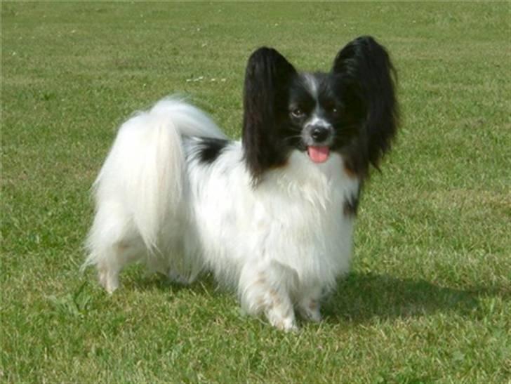 Papillon Kalua - Mor til hvalpekuldet - under DKK - Magic Narnia`s Kalua, ejer: www.precious-papillon.dk billede 13