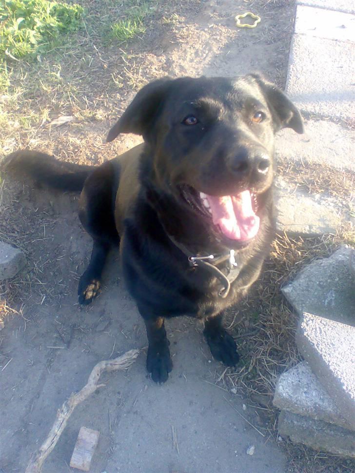 Blanding af racer Nada - Meget glad Nada <3 billede 1