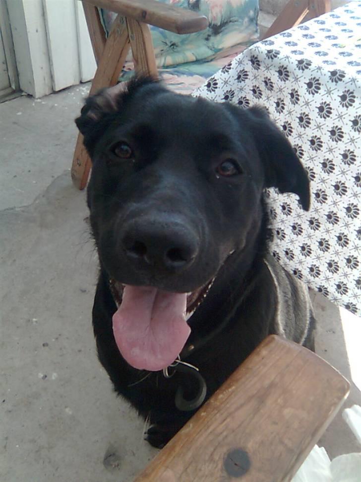 Blanding af racer Nada billede 2