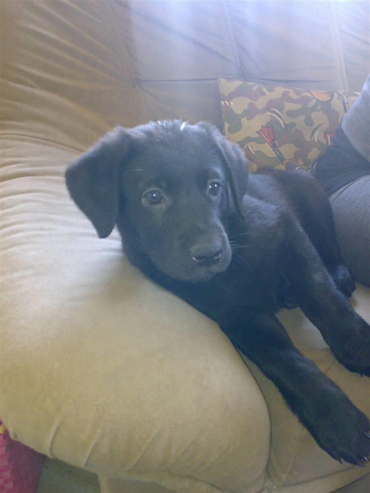 Blanding af racer Nada - Nada som meget lille hvalp <3 billede 3