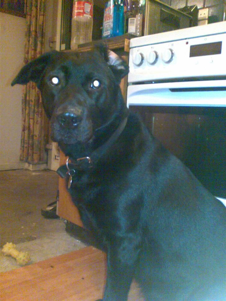 Blanding af racer Nada billede 4