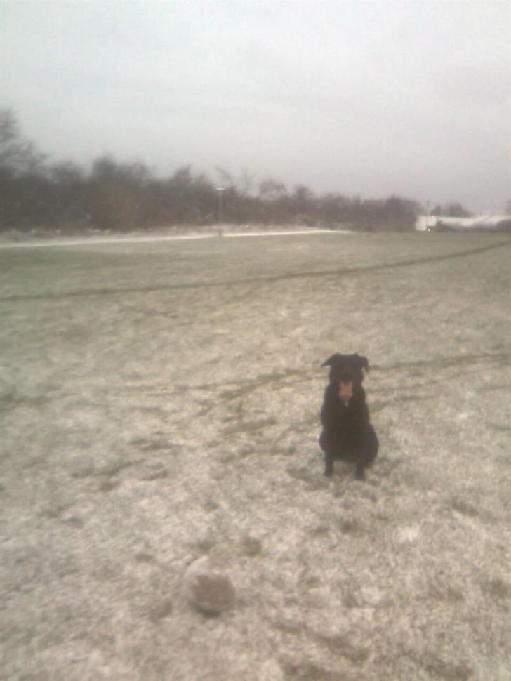 Blanding af racer Nada - Hun er helt tosset med sne, så heldigt for hende at det blev en laaaang vinter ;) billede 5