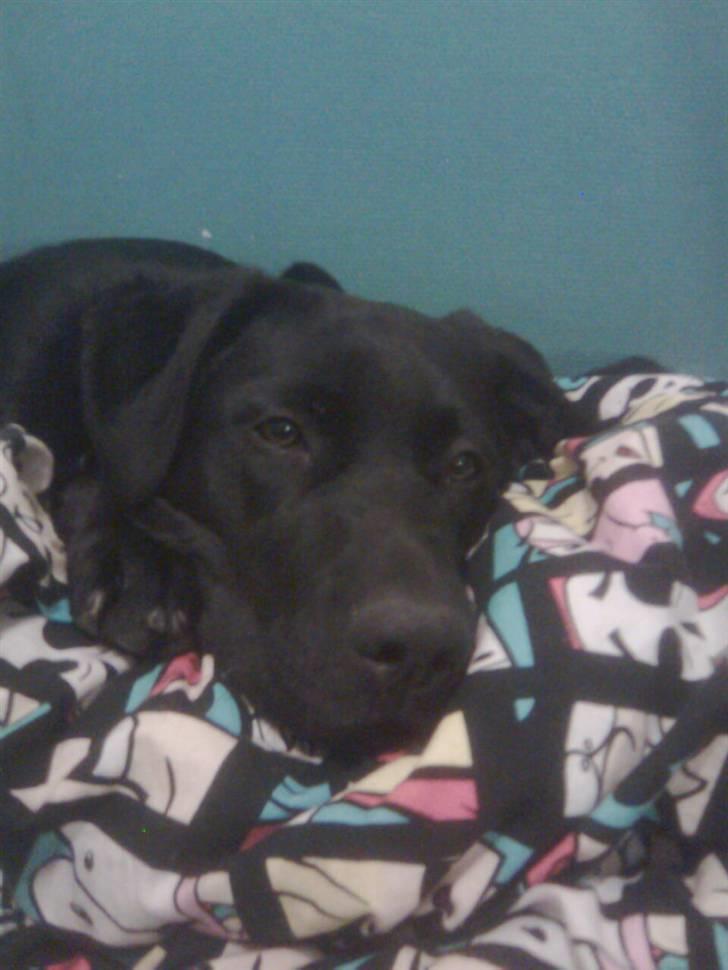 Blanding af racer Nada - En træt pige :) billede 6