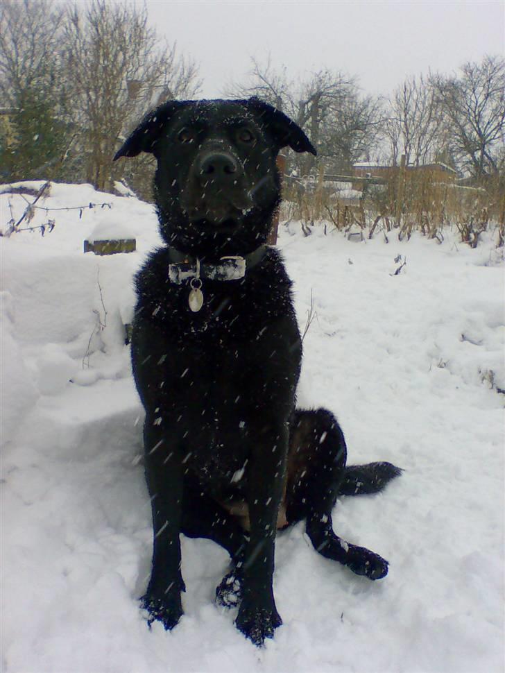 Blanding af racer Nada - Ja stolt ser hun da ud :P billede 7