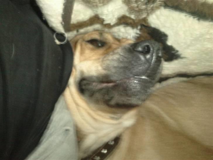 Blanding af racer Kahloua - mmh :P billede 13