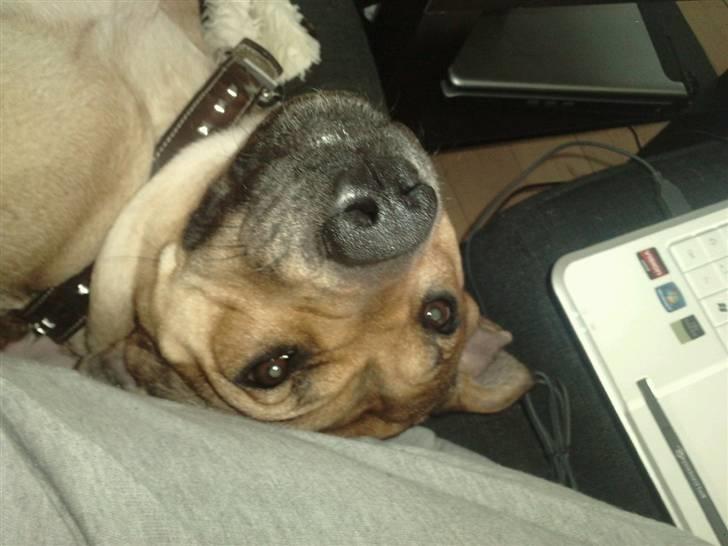 Blanding af racer Kahloua - haaaaaaaalløj ;) billede 14