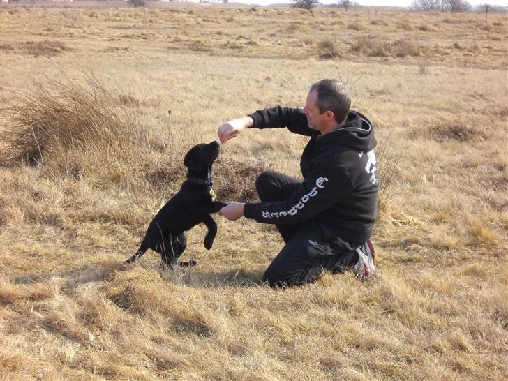 Blanding af racer Rocco billede 9