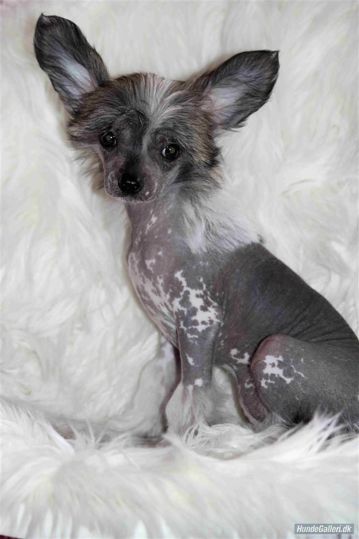 Chinese crested hårløs } Chelsy - 4. April, 2011. billede 19