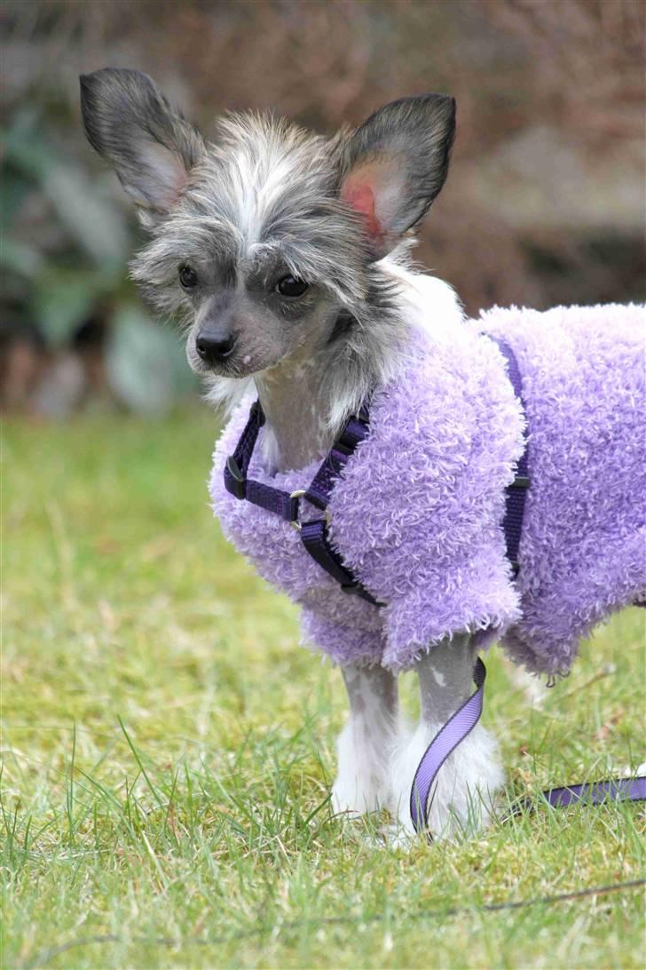 Chinese crested hårløs } Chelsy - 4. April, 2011. billede 14