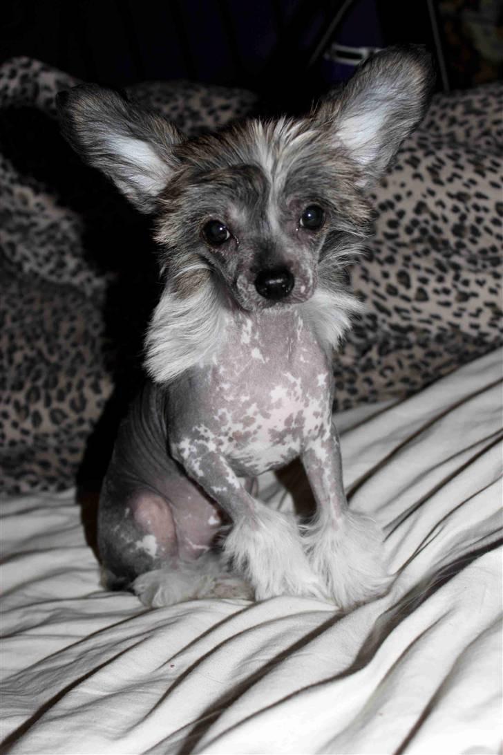 Chinese crested hårløs } Chelsy - Lige ankommet, natten d. 4. April, 2011. billede 21