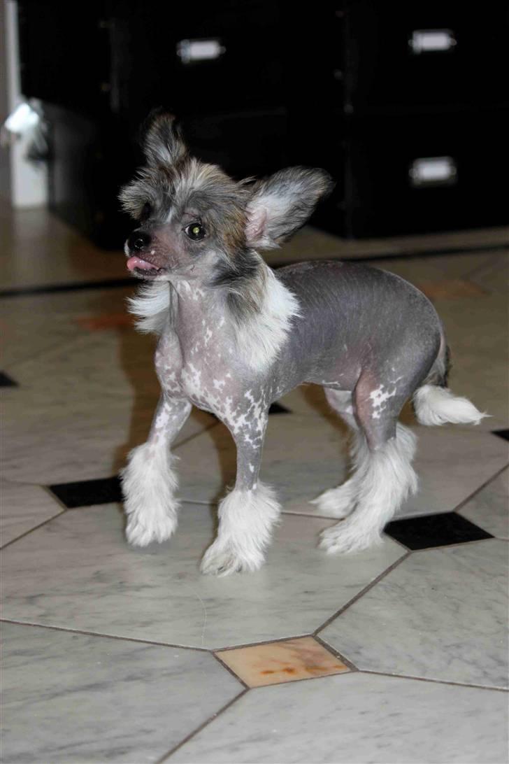 Chinese crested hårløs } Chelsy - 4. April, 2011. billede 20