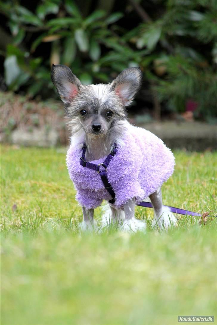Chinese crested hårløs } Chelsy - 4. April, 2011. billede 13