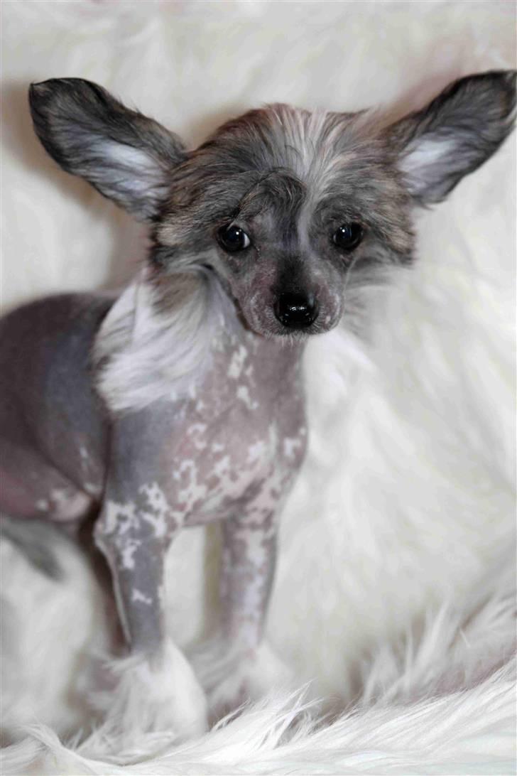 Chinese crested hårløs } Chelsy - 4. April, 2011. billede 18