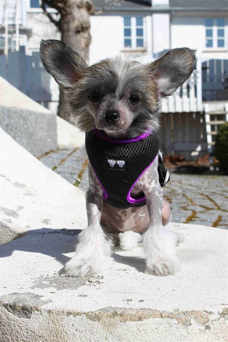 Chinese crested hårløs } Chelsy - 4. April, 2011. billede 16