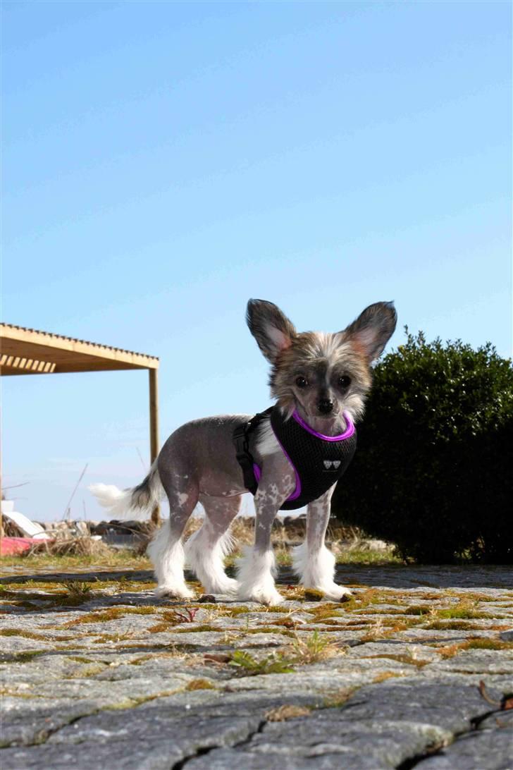 Chinese crested hårløs } Chelsy - 4. April, 2011. billede 17