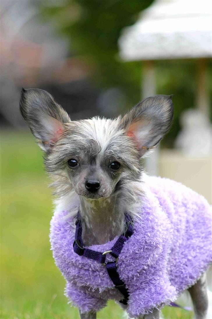 Chinese crested hårløs } Chelsy - 4. April, 2011. billede 15