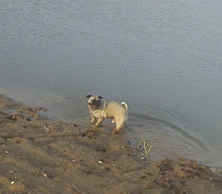 Blanding af racer Thor Mops/Engelsk Bulldog - Det er så dejligt at være ude at bade og blive beskidt! (-: billede 17