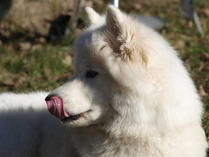 Samojedhund Gina billede 18