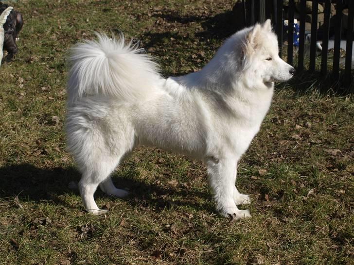 Samojedhund Gina billede 19