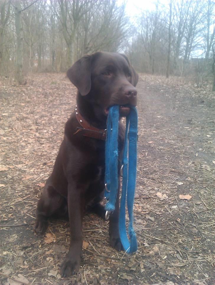 Labrador retriever Aslan billede 19