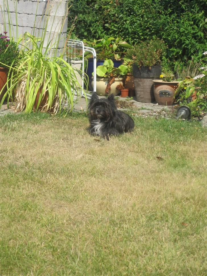 Blanding af racer Balou - 2010 billede 8