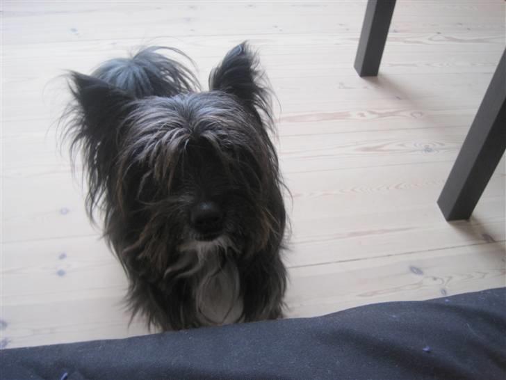 Blanding af racer Balou - På tur i Randers billede 9