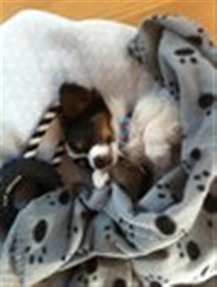 Papillon Springfield Cing Lobo billede 11