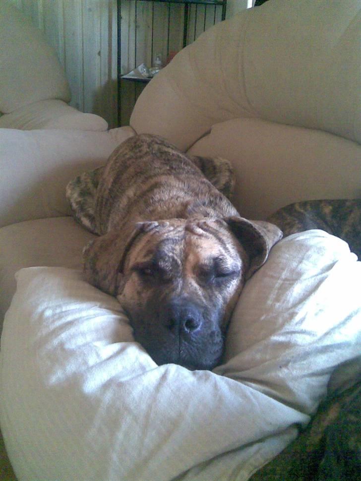 Dogo canario Sera - april 2011 billede 13