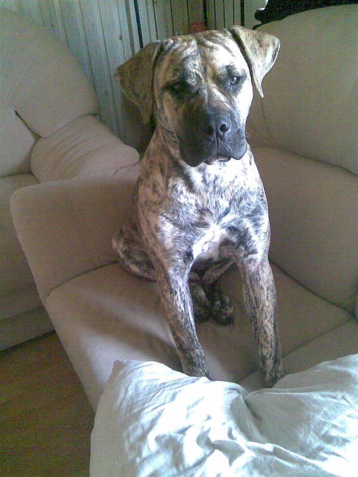 Dogo canario Sera - april 2011 billede 14