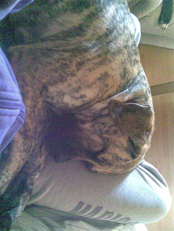 Dogo canario Sera - april 2011 billede 15