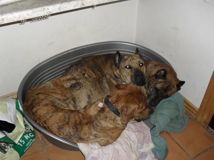 Dogo canario Blobber - blobber 7 md og vil stadig ligge med de andre :o) billede 19