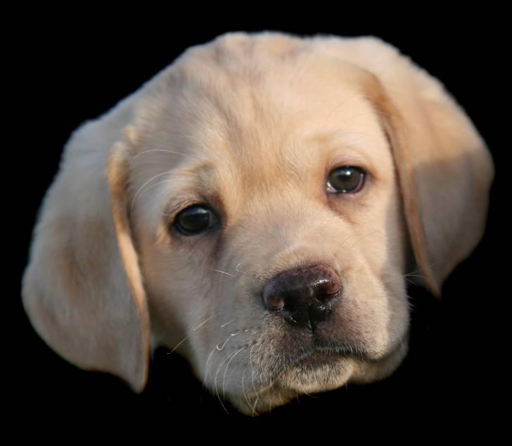 Labrador retriever Mille billede 1