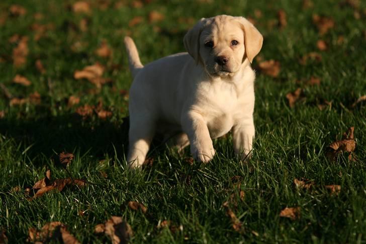Labrador retriever Mille billede 2