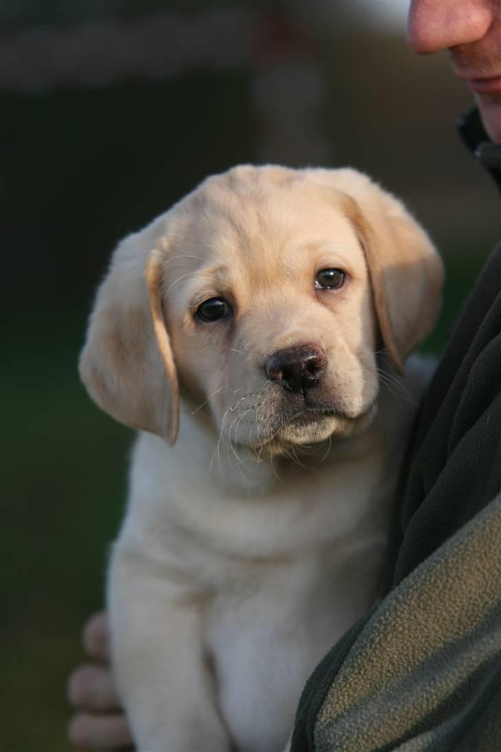 Labrador retriever Mille billede 3