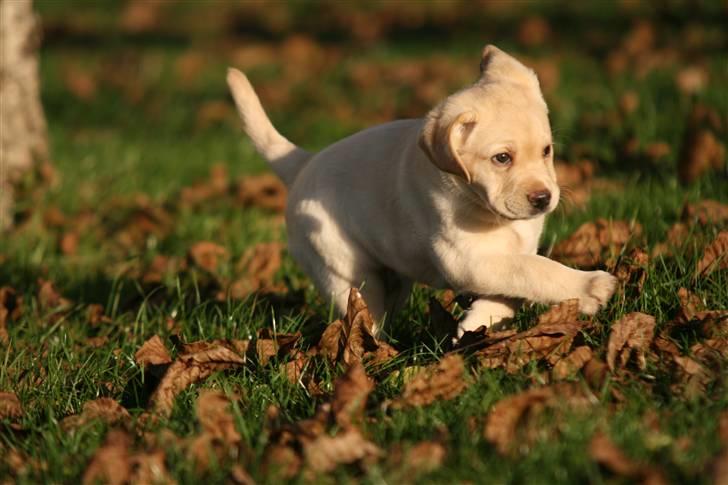 Labrador retriever Mille billede 4