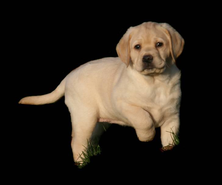 Labrador retriever Mille billede 5