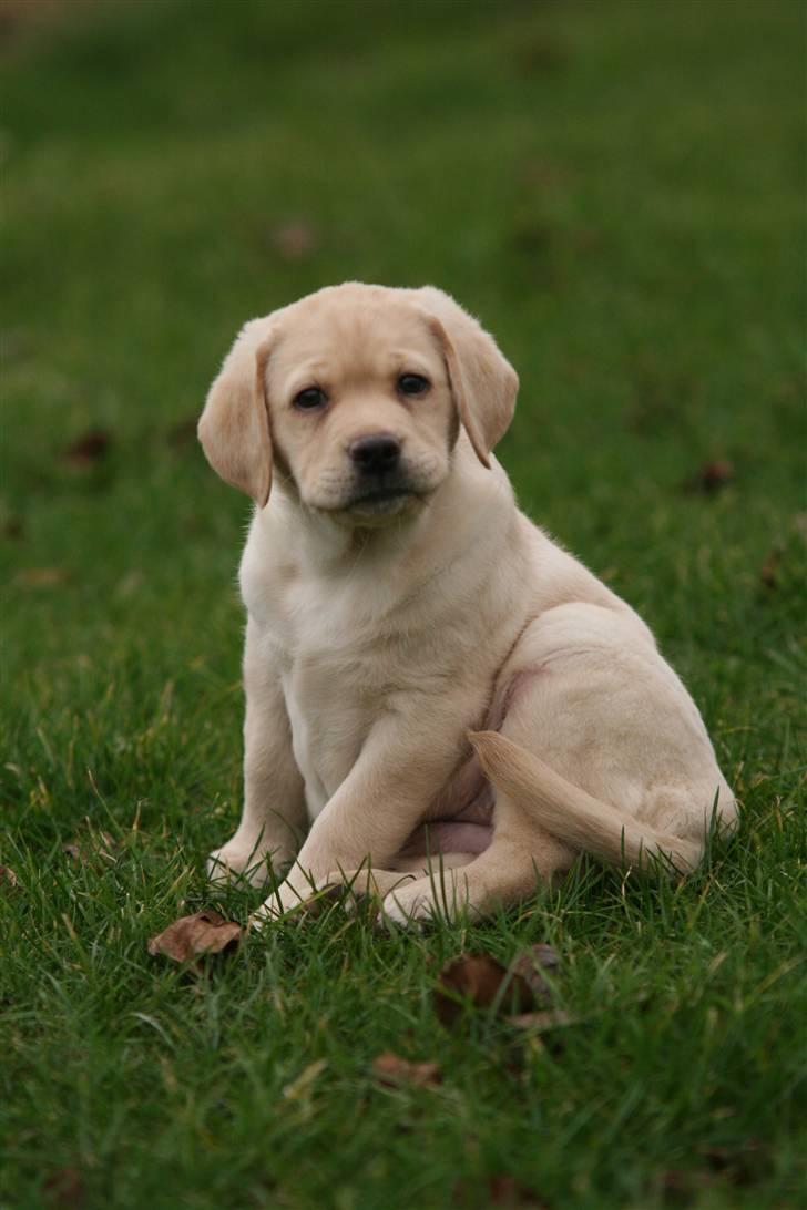 Labrador retriever Mille billede 6